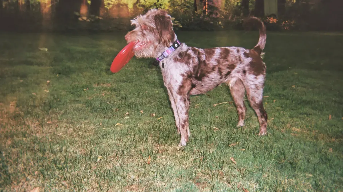 Dog catching a frisbee