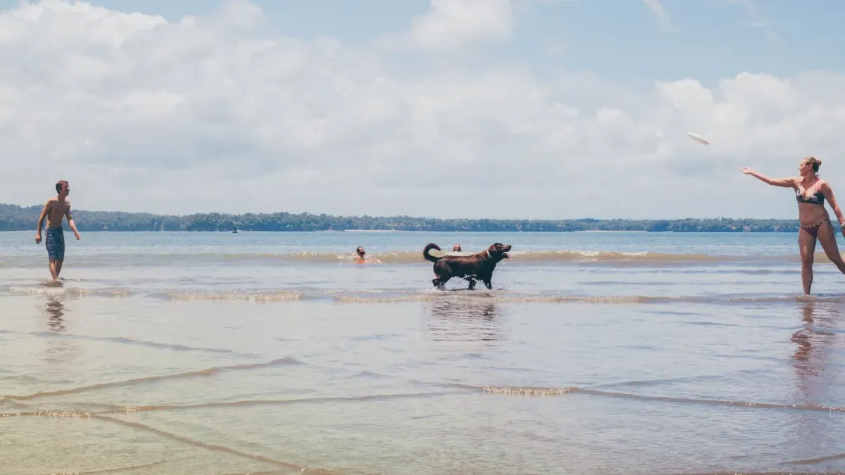 Dog catching a frisbee