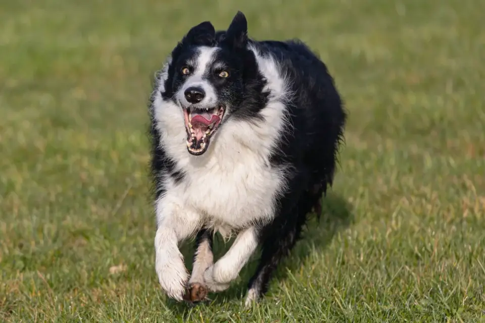 Dog catching a frisbee