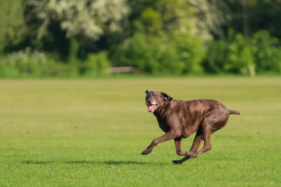 Dog chasing a ball