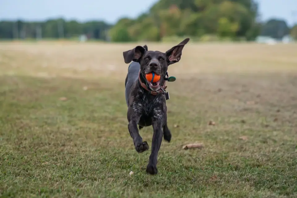 Dog chasing a ball