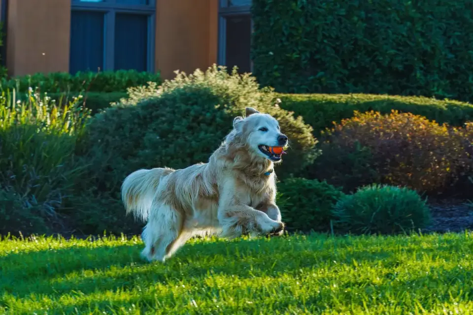 Dog chasing a ball
