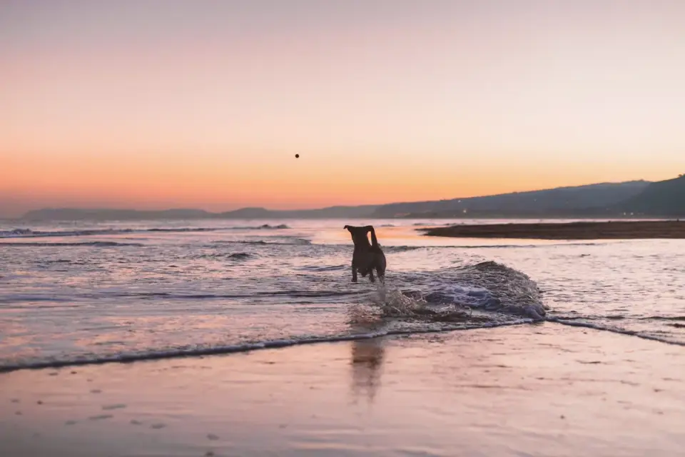 Dog chasing a ball
