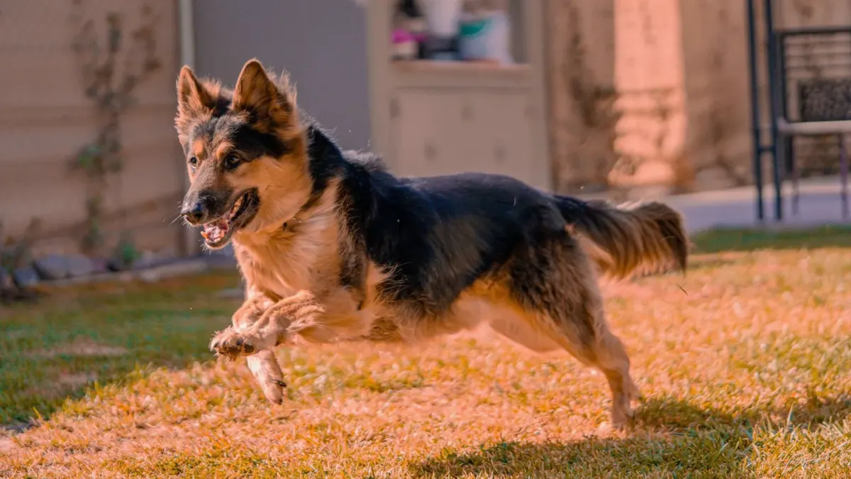Dog chasing a ball