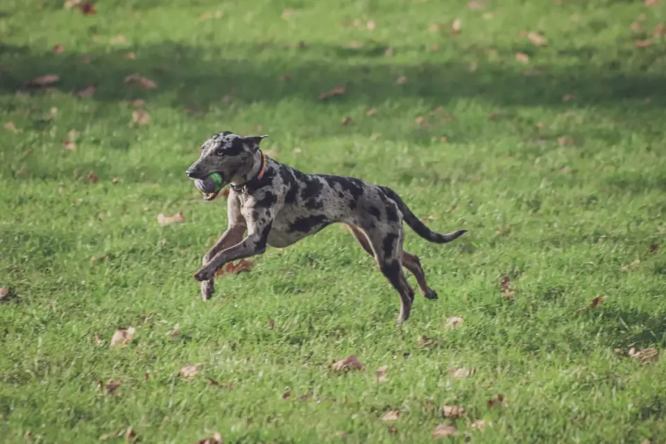 Dog chasing a ball