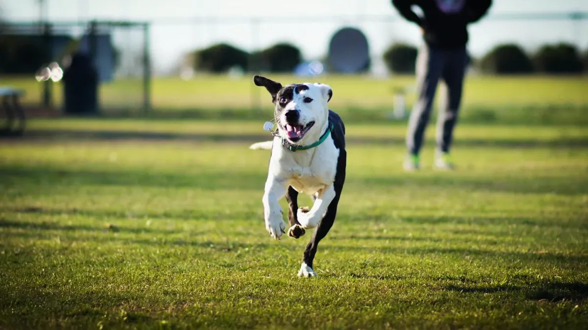Dog chasing a ball
