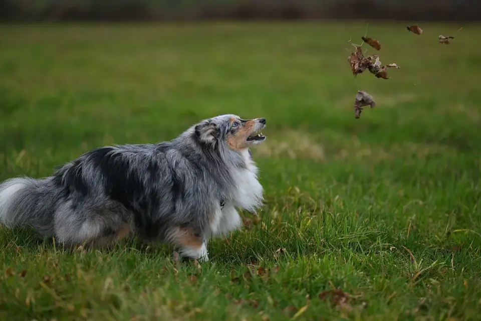 Dog chasing a ball