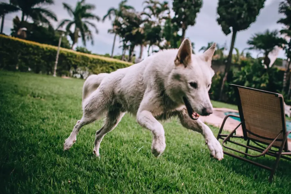 Dog chasing a ball