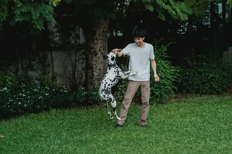 Dog chasing a ball