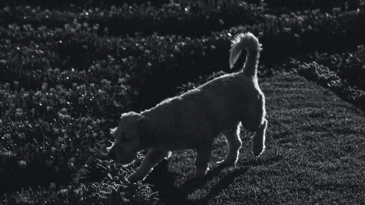 Dog chasing a ball