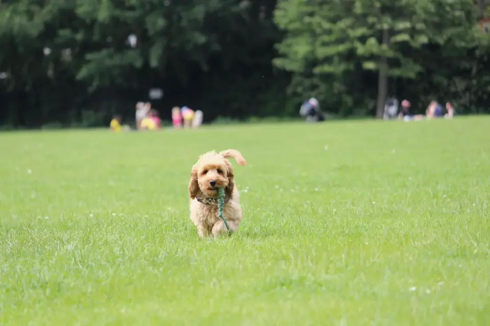 Dog chasing a ball