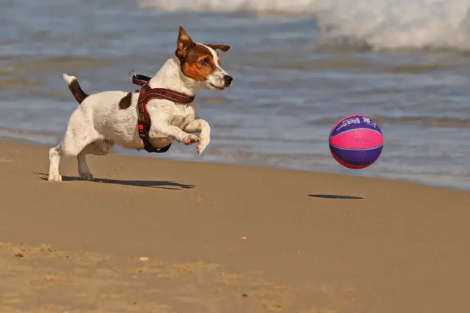 Dog chasing a ball