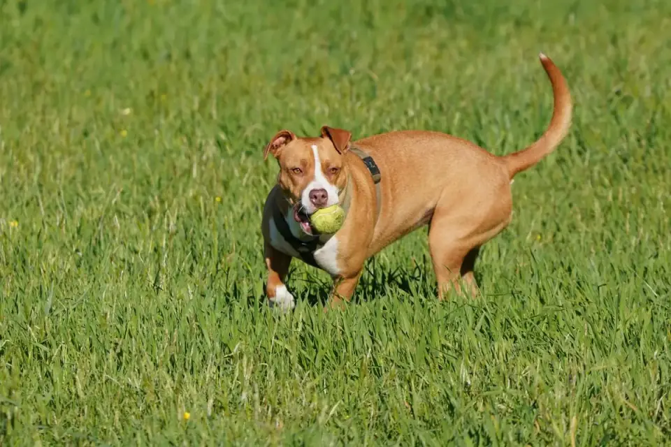 Dog chasing a ball