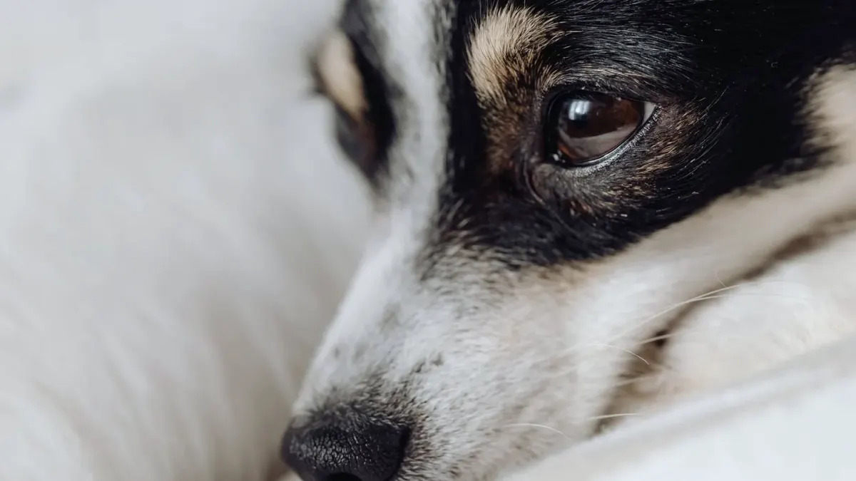 Dog close to a bowl