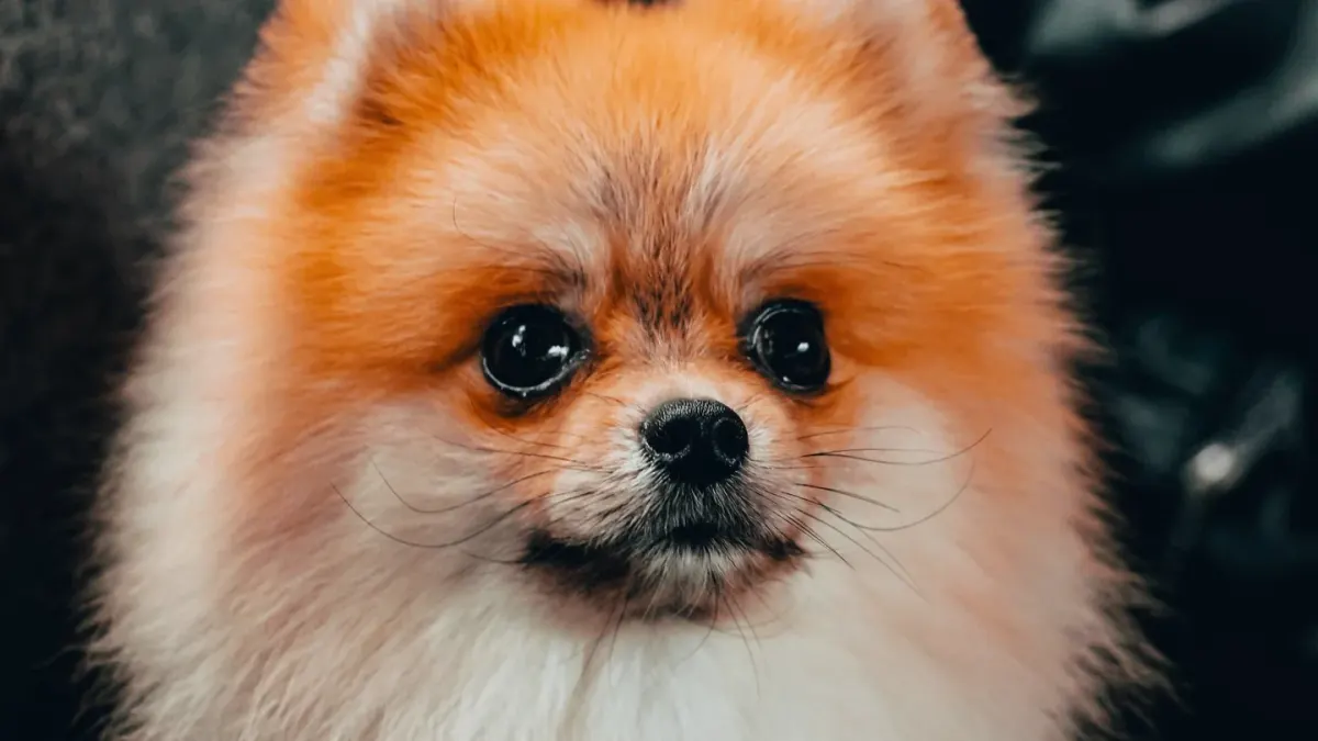 Dog coat close up