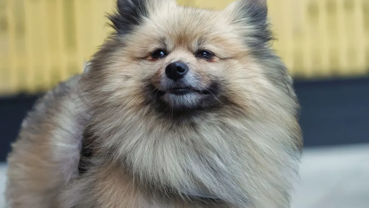 Dog coat close up