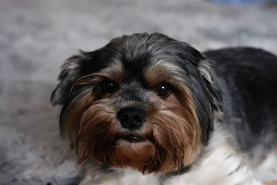 Dog coat close up