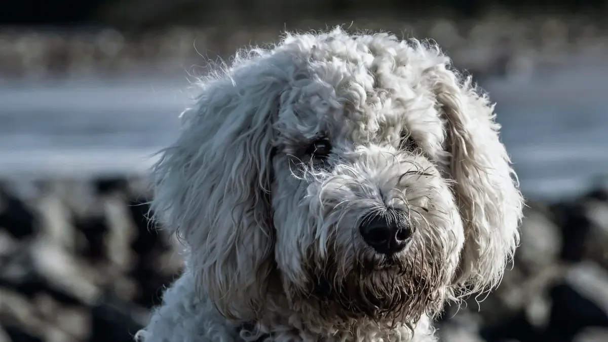 Dog coat close up