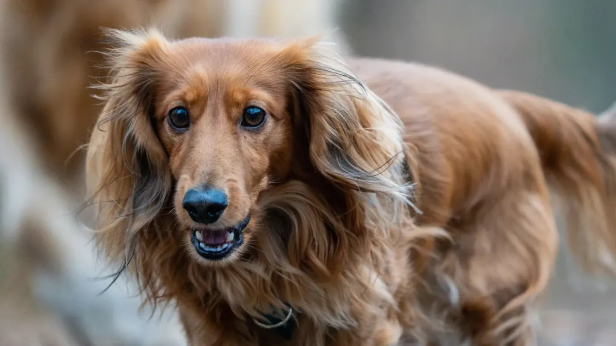 Dog coat close up