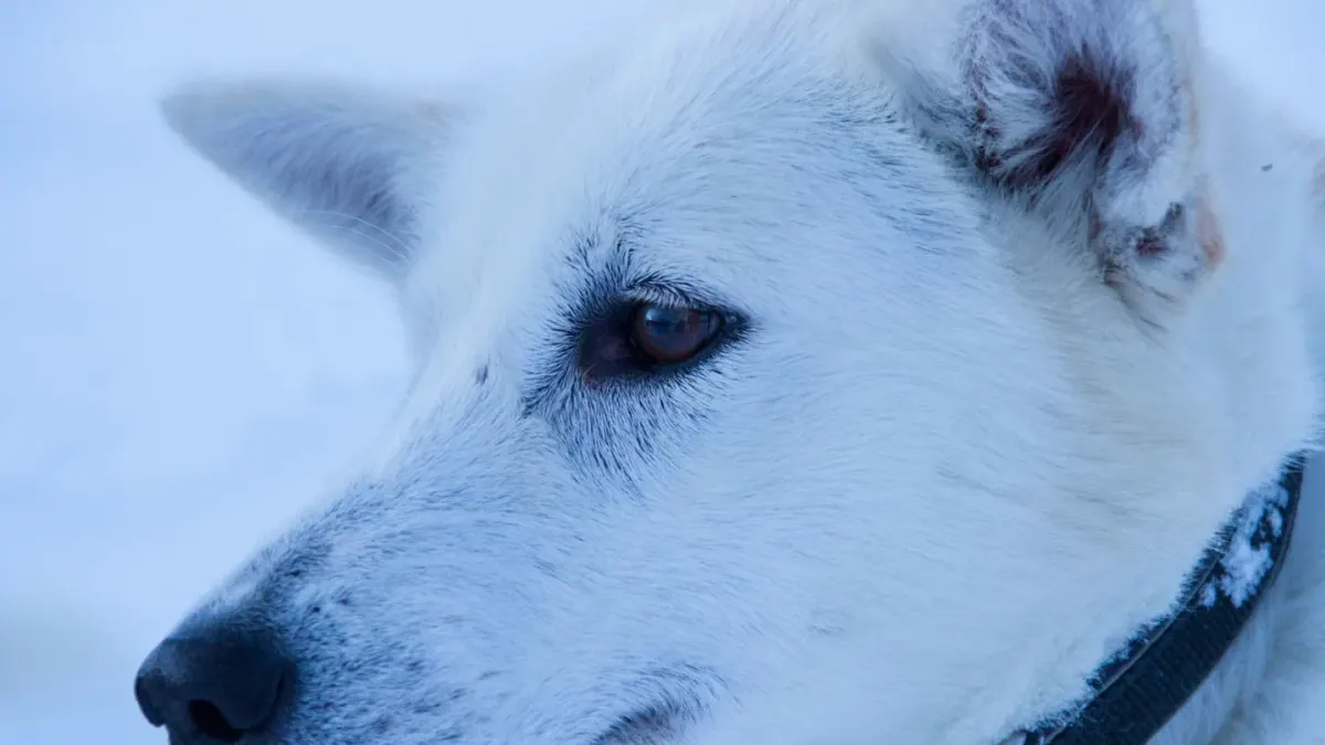 Dog collar close up