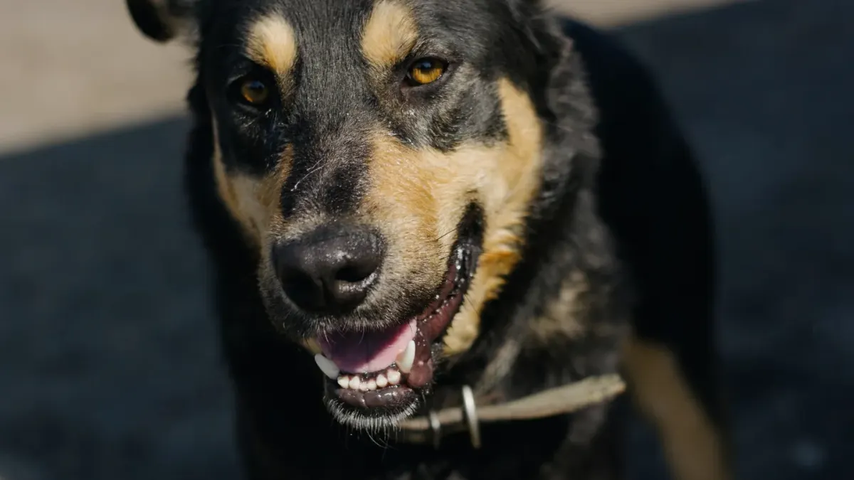 Dog collar close up