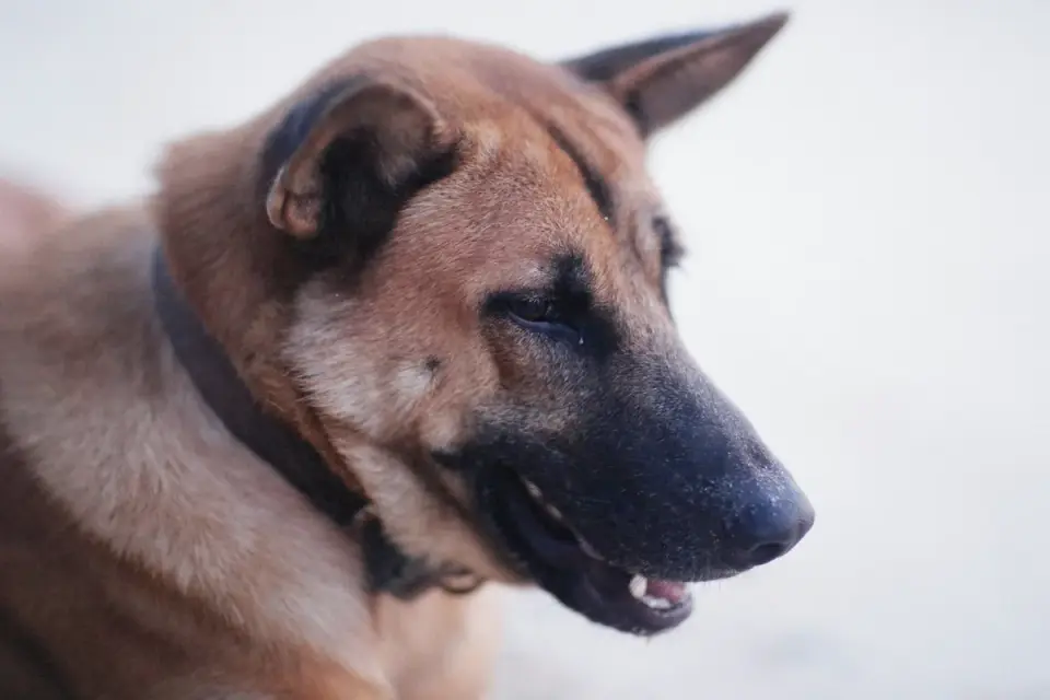 Dog collar close up