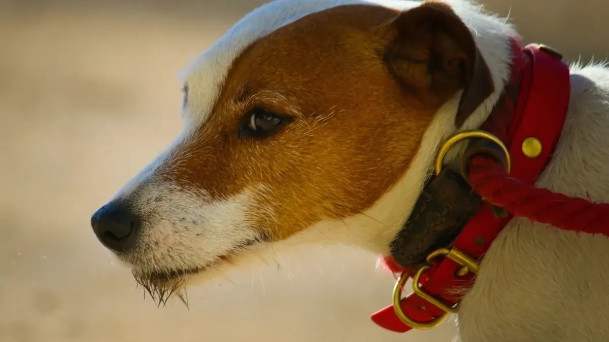 Dog collar close up