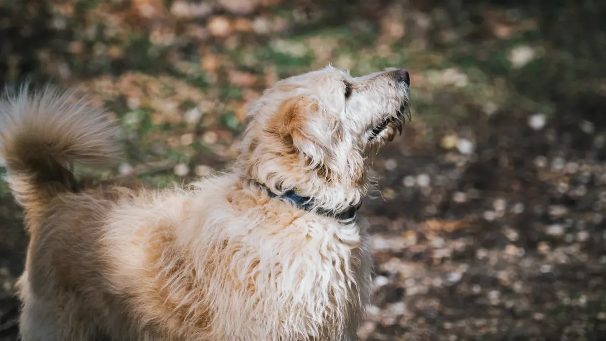 Dog collar close up