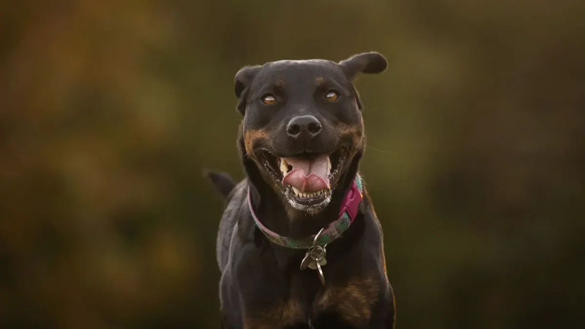 Dog collar close up