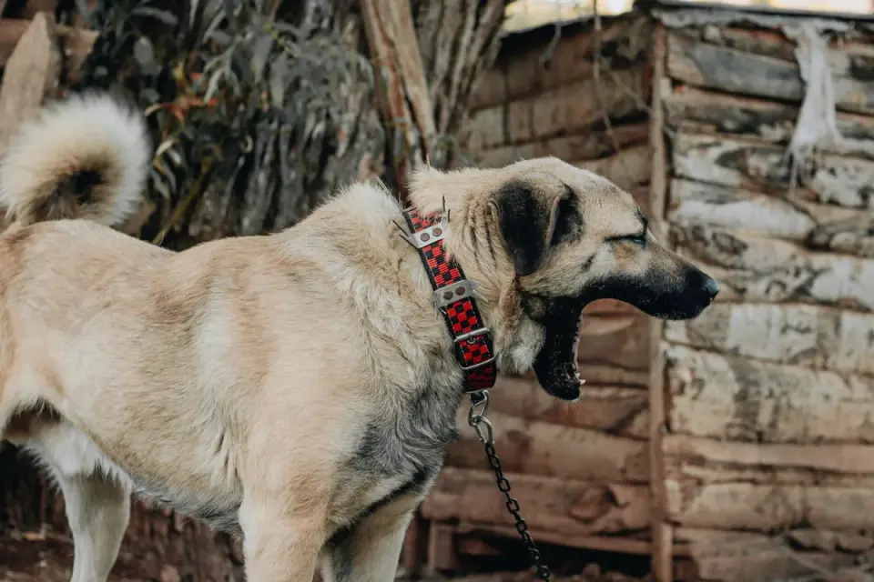 Dog collar close up
