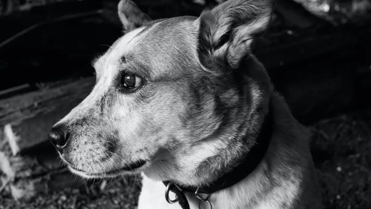 Dog collar close up