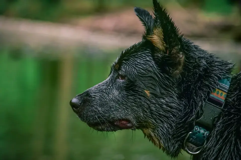 Dog collar close up