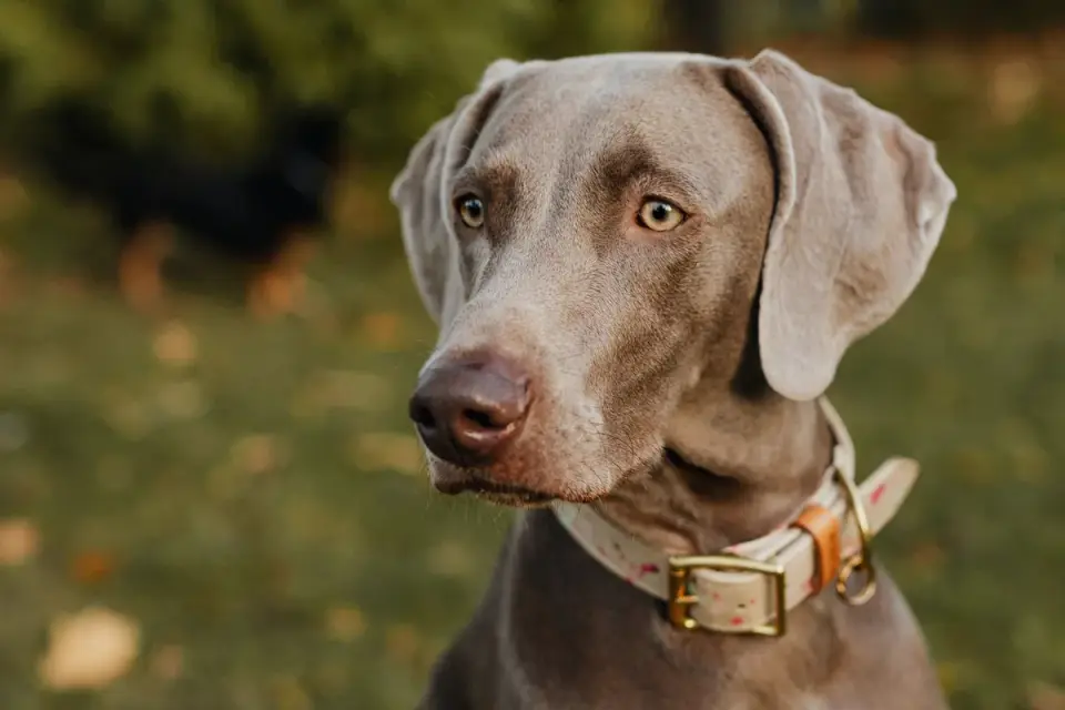 Dog collar close up