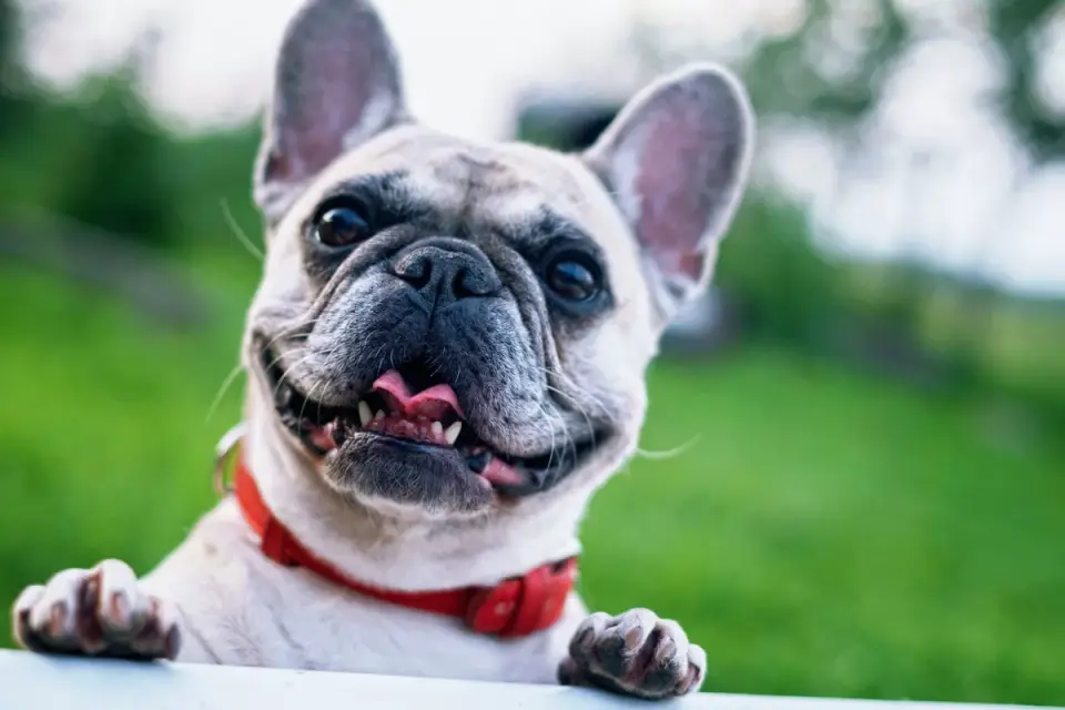 Dog collar close up