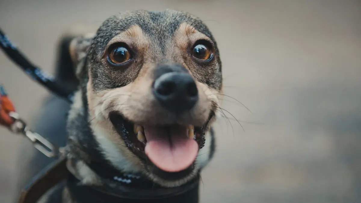 Dog collar close up