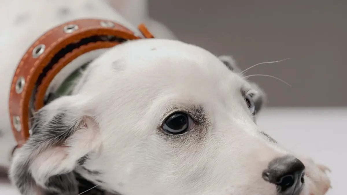 Dog collar close up