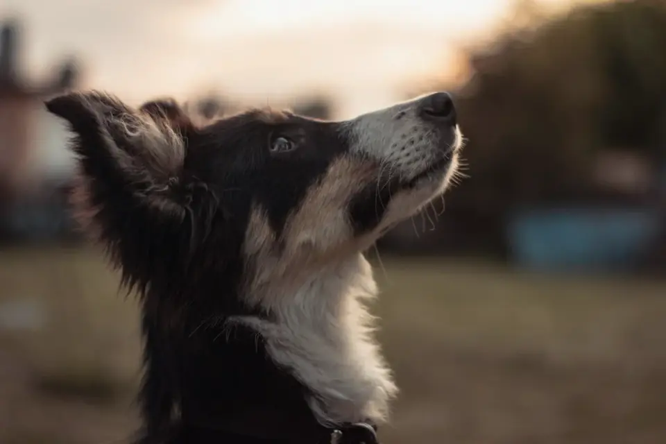 Dog collar close up