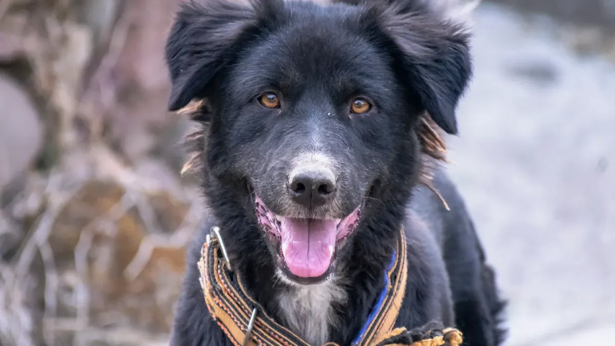 Dog collar close up