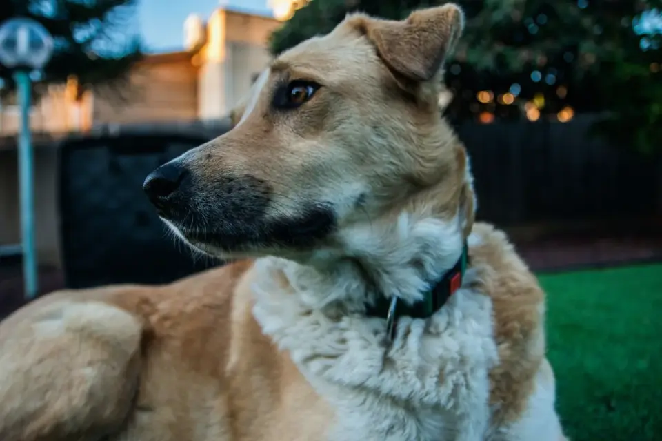 Dog collar close up