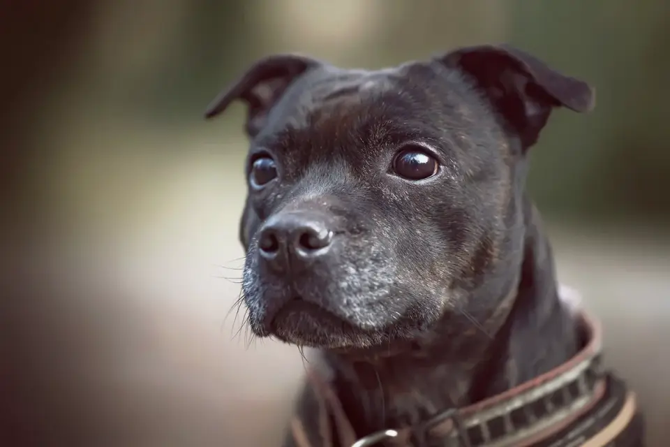 Dog collar close up
