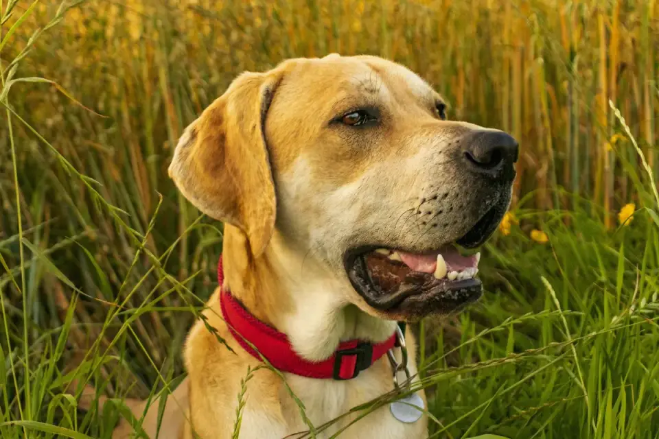 Dog collar close up