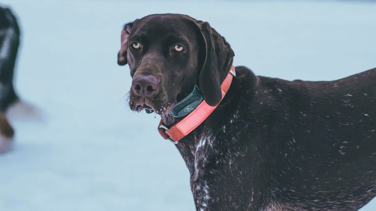 Dog collar close up