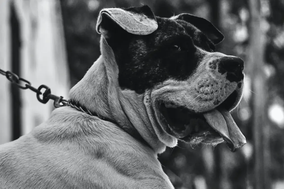 Dog collar close up