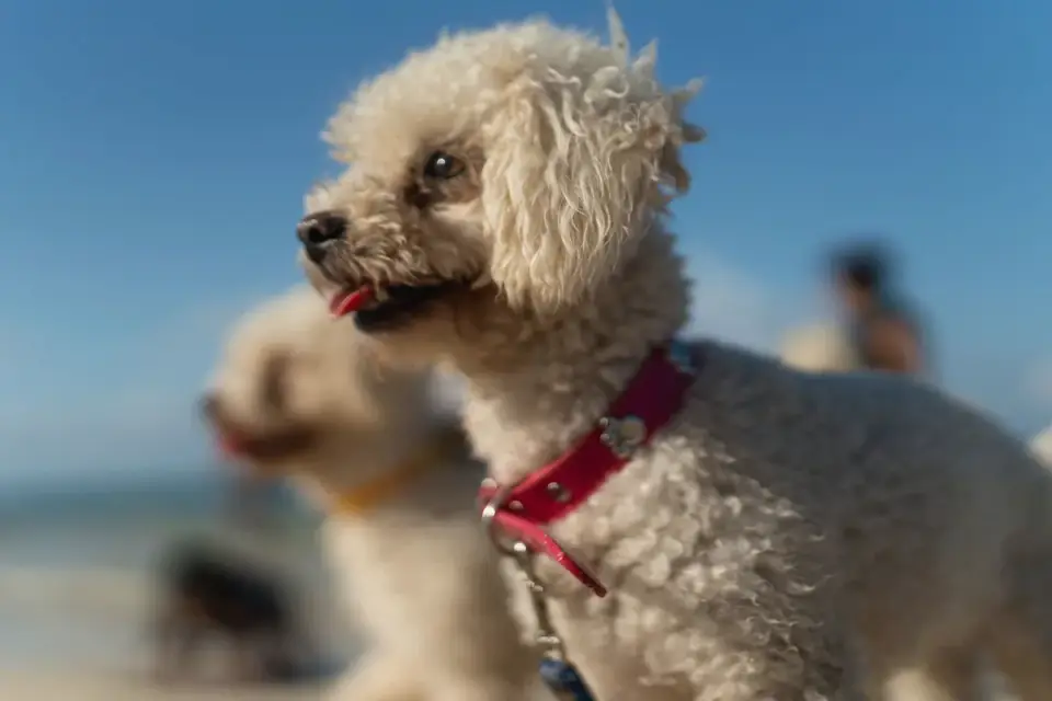 Dog collar close up