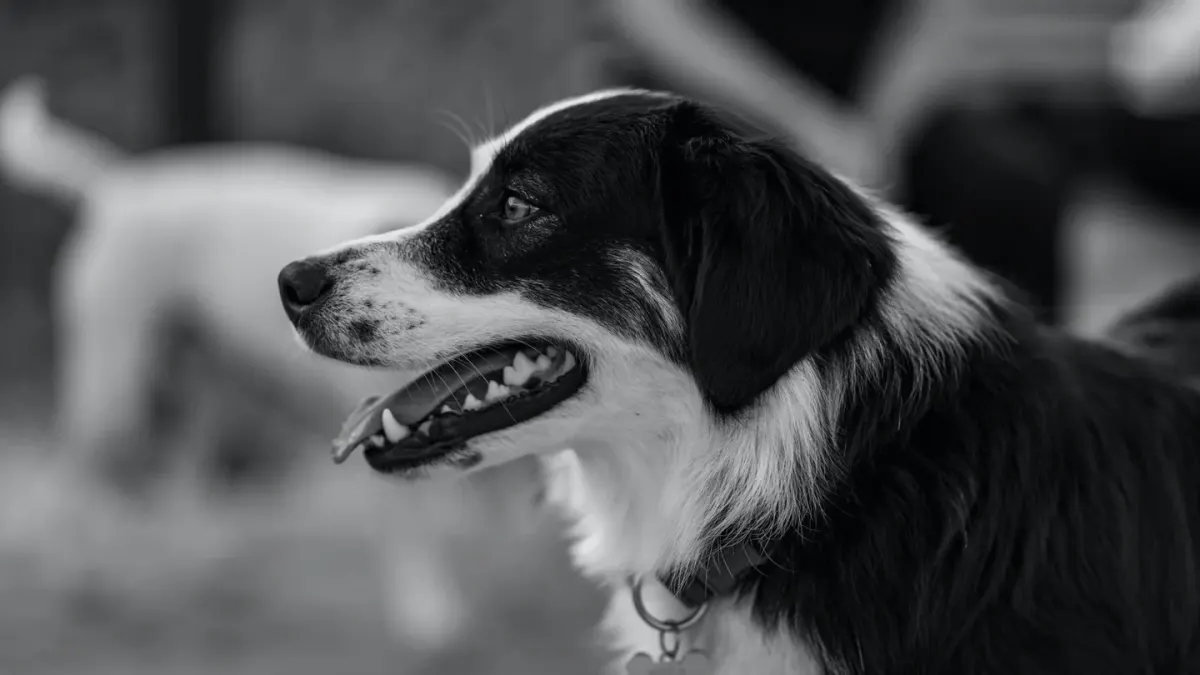 Dog collar close up