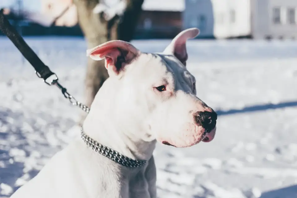 Dog collar close up