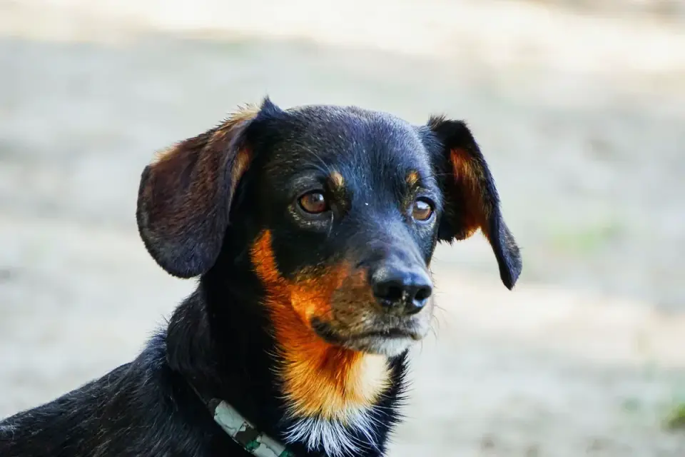 Dog collar close up