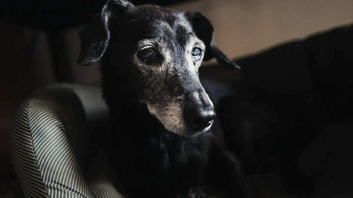 Dog curled on a blanket