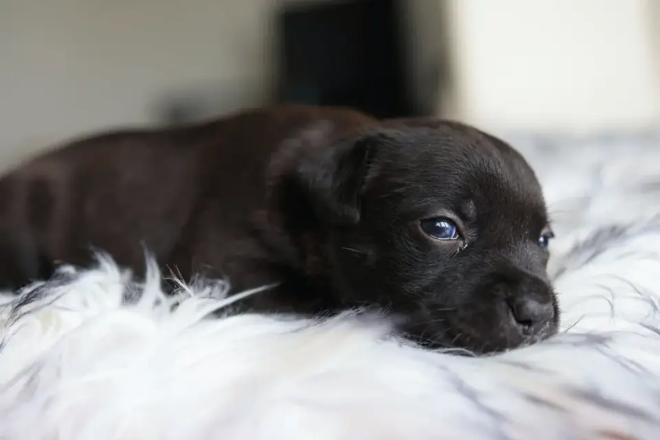 Dog curled on a blanket