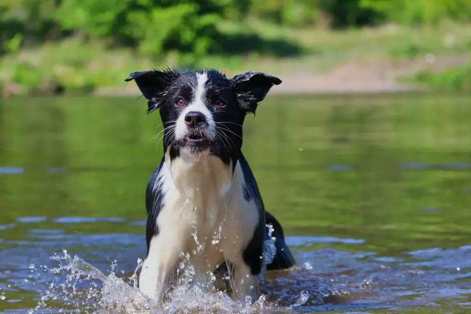 Dog drinking water